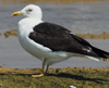 1cy fuscus in August, ringed in Finland. (81365 bytes)